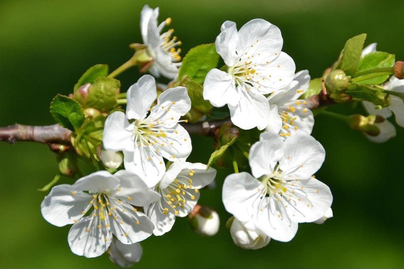 Der Frühling bringt mit seiner Blütenpracht die Seele ebenfalls zum erblühen.