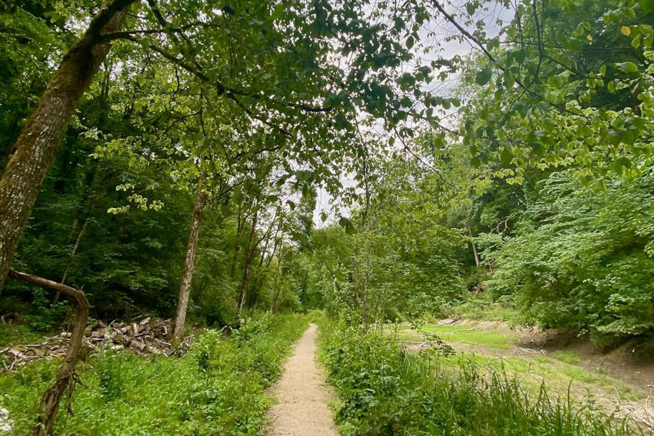 Der schmale Waldweg schlängelt sich zwischen Herblingen und Thayngen durch üppiges Grün.