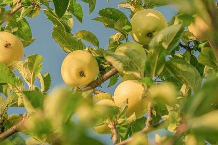 Apfel-Spiel