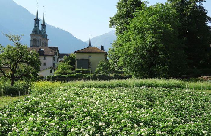 Permakultur im Wiesli: Ein Stück Glarner Erde lebt auf