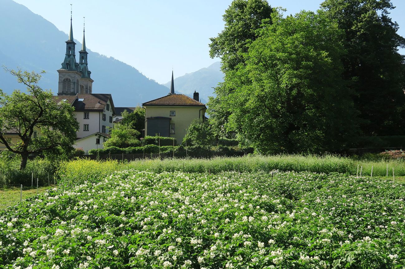 Ungewohnte Ansicht der Stadtkirche Glarus: im Vordergrund der neue Kartoffelacker vom Wiesli
