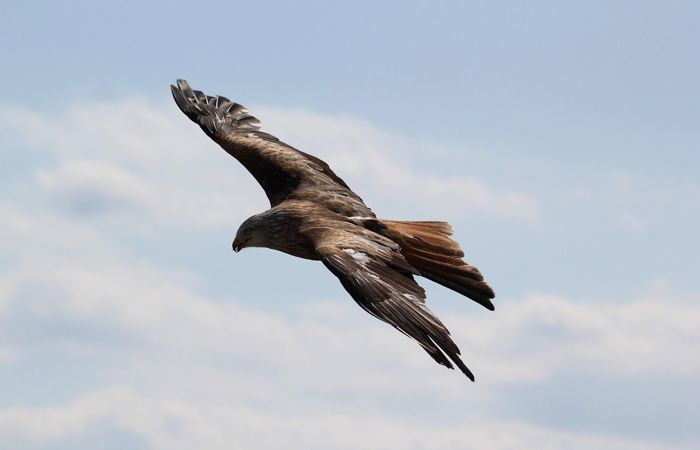 Denkpause: Wie ein Adler schweben