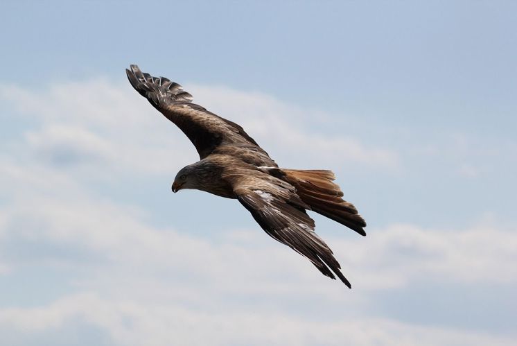 Denkpause: Wie ein Adler schweben