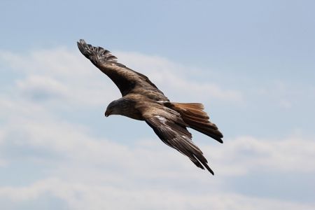 Denkpause: Wie ein Adler schweben