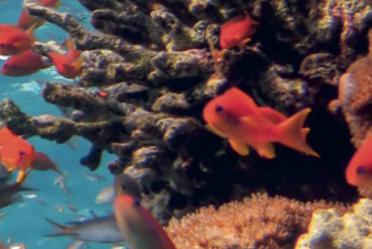 Fisch-Puzzle