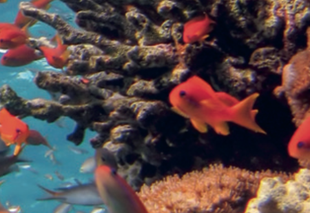 Fisch-Puzzle