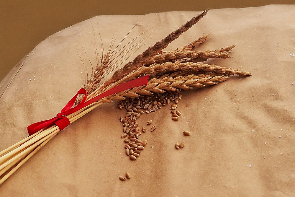 Ähren und Körner aus dem Bergackerbau: Die Auswahl, Pflege und Vermehrung geeigneter Sorten steht im Zentrum der Arbeit von Alpsteinkorn. Foto: Michel Bossart