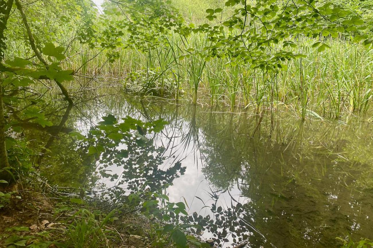 Verwunschen wirkende Weiher spiegeln die Pflanzen im Sonnenlicht auf dem ersten Abschnitt des Weges.