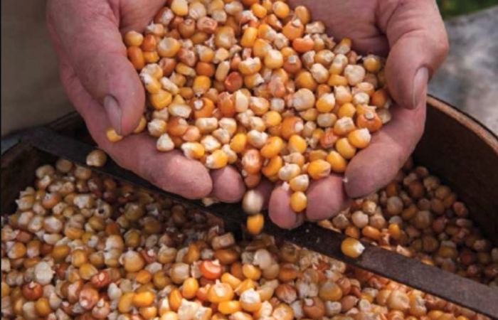 Vom Feld in die die Mühle - zwischen Tradition und Innovation
