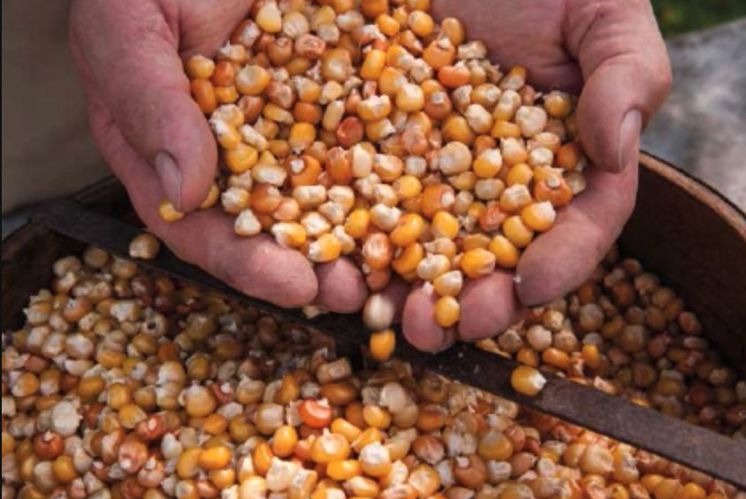 Vom Feld in die die Mühle - zwischen Tradition und Innovation