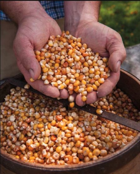 Vom Feld in die die Mühle - zwischen Tradition und Innovation