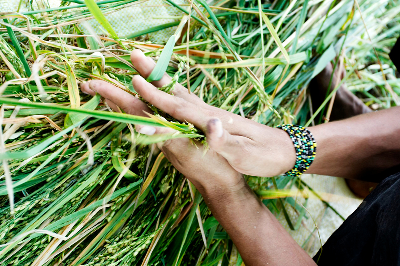 Saatgut als Gemeingut: Die Ökumenische Kampagne setzt sich dafür ein, dass bäuerliche Gemeinschaften weltweit freien Zugang zu traditionellen Sorten behalten. | Foto: ©Fastenaktion/Heks