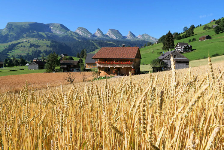 Saatgut als Volksvermögen: Warum Bergbauern im Alpstein Getreide anbauen