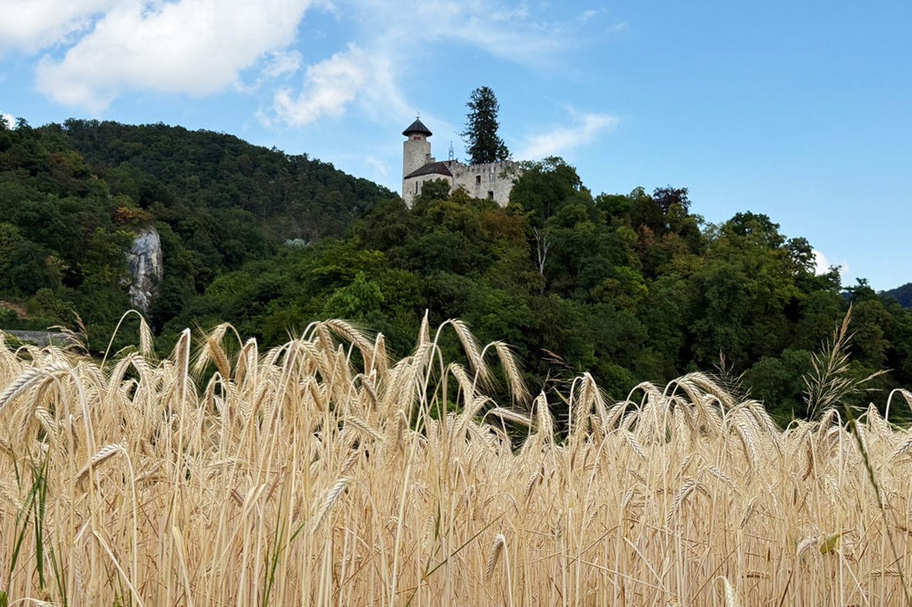 Über dem Getreidefeld thront das Schloss Birseck, am Fuss des Hügels liegt die Ermitage Arlesheim mit ihren Gärten, Grotten und Höhlen. | Foto: Nicole Noelle