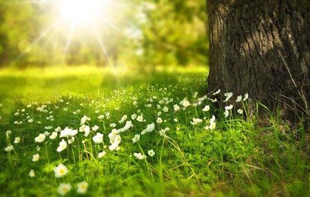 Ausmalbild «Frühlingswiese»