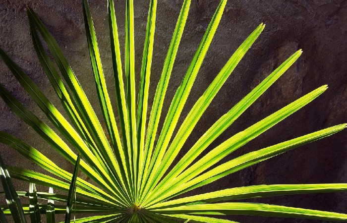 Palmsonntag - Impulse für Leben und Glauben heute