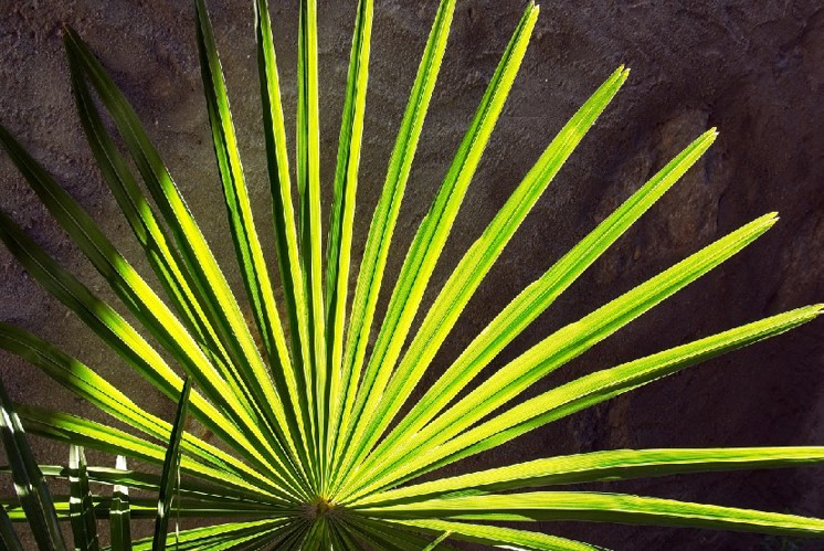 Palmsonntag - Impulse für Leben und Glauben heute