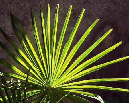 Palmsonntag - Impulse für Leben und Glauben heute