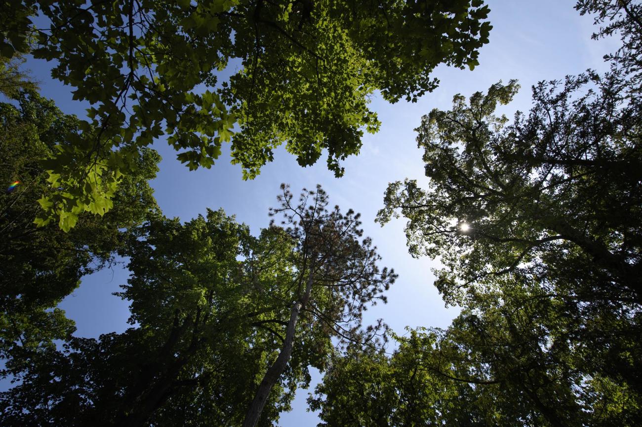 Die Bäume des Parks bieten in der Hitze des Stadt ein schattiges Dach.