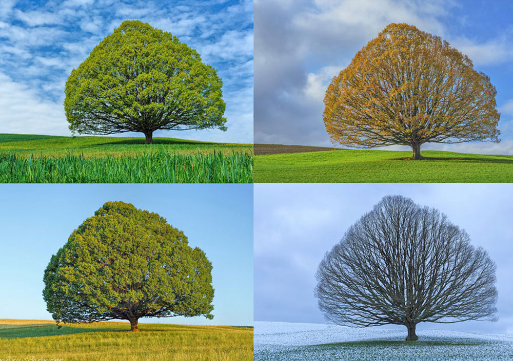 2023 Bl Spitalseelsorge Baum Jahreszeiten