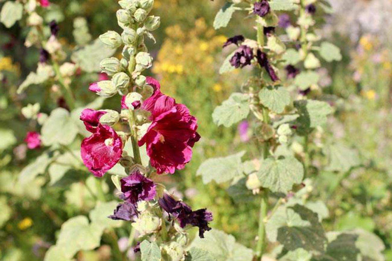 Gehören in jeden Wildgarten: Malven.