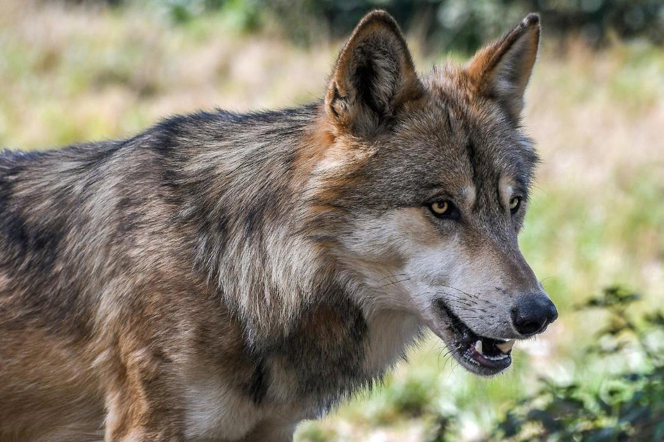 Der Wolf: Seit er in der Schweiz wieder heimisch ist, sorgt er für Diskussionen.|pixabay