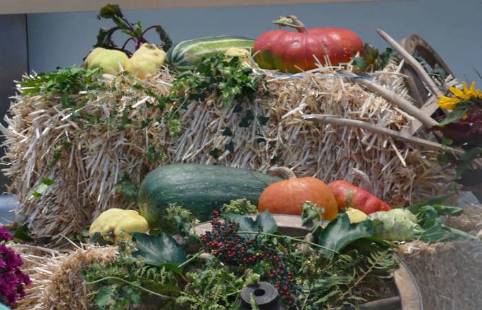 Denkpause zu Erntedank: Staunen und Danken